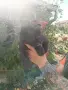 Черна мини госпожица вече  на два месеца с две ваксини и обезпаразитена многократно, снимка 5