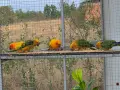 Работещи двойки Слънчева Аратинга, снимка 5