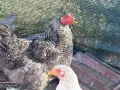 Млади петли кръстоска , снимка 2