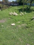Пекински патици, снимка 2