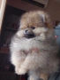 продавам померан , снимка 1