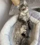 Търся да осиновя, снимка 3