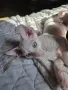 Коте Свинкс Флок , снимка 1