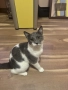 мъжка котка на 6 месеца , снимка 1