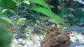 Corydoras Pygmaeus – Коридорас Пигмей, снимка 4
