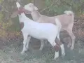 Продавам 2 женски ярета, снимка 8