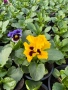 💞☀️🌿 Къдрави теменужки - Frizzle Sizzle, снимка 9