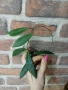 Хоя. Hoya pulchra , снимка 2