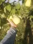 Продавам български дюли            , снимка 5