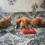 Продава се Мини Пудели, снимка 3