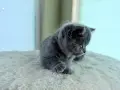 Британско късокосместо коте момче, снимка 6