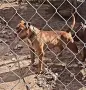 American Pitbull Terier X American bully, снимка 5