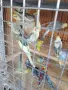 Вълнисти папагали и Корели , снимка 7