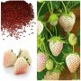100 семена от плод бяла ягода органични плодови бели ягодови семена от вкусни ягоди отлични плодове , снимка 5