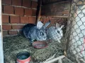 продавам зайци - различни породи и възрасти, снимка 10