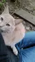 Подарявам коте СПЕШНО , снимка 1