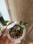 Хоя Brevialata splash, снимка 2