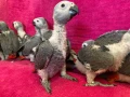 Папагал Жако - Конго, снимка 2