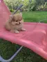 Малка госпожица💜💗♥️, снимка 3