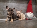 френски булдог/ булдочета, снимка 2