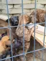 🐕 ПРОДАВАТ СЕ КУЧЕНЦА МАЛИНОА 🐕, снимка 2