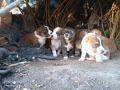 кученца кръстоска между каракачанка и алабай , снимка 6