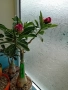 Адениум Андромеда, снимка 1