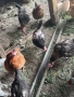 Продавам кокошки - харко и петли за клане, снимка 4