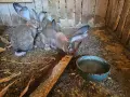 Зайци белгийски великан , снимка 17