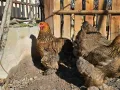 Продавам разплодни яйца от Яребична брама [Partridge Brahma], снимка 5