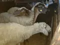 свободни цялото стадо , снимка 2