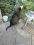 Малки немски овчарски!, снимка 10