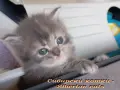 Сибирче, сибирска котка, сибирски котенца, сибирско коте, хипоалергично, синьо момиче, снимка 6