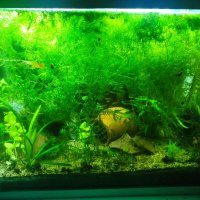 Растения за аквариум и езеро , имам излишни стартирани аквариуми., снимка 10 - Други - 40840532