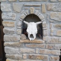 Стар кравешки череп, снимка 1 - Други ценни предмети - 35238658