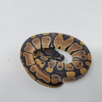 Кралски Питон / Ball Python / Python regius, снимка 3 - Змии - 42172390