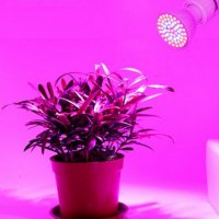 Пълноспектърна   фитолампа за стимулиране на растенията, снимка 3 - Стайни растения - 30672821