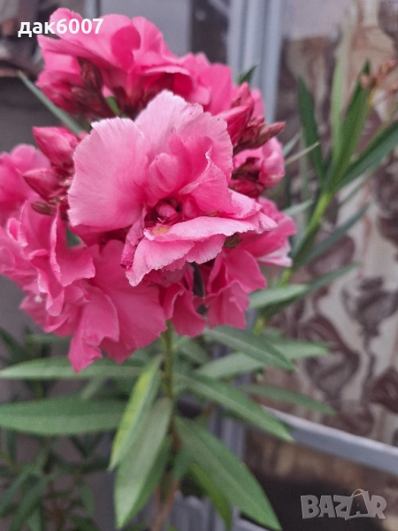 Закум(розов)-170 см., снимка 1