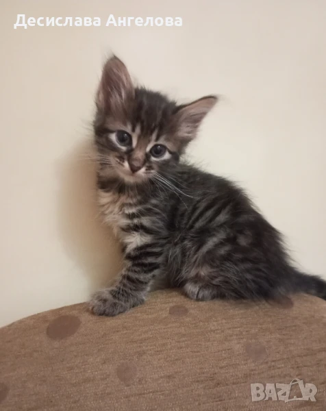 Подарявам коте, снимка 1