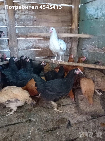 Кокошки домашни селски., снимка 1