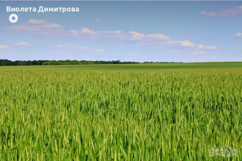 Земя Нова Камена- 29 дка, трета категория, снимка 1