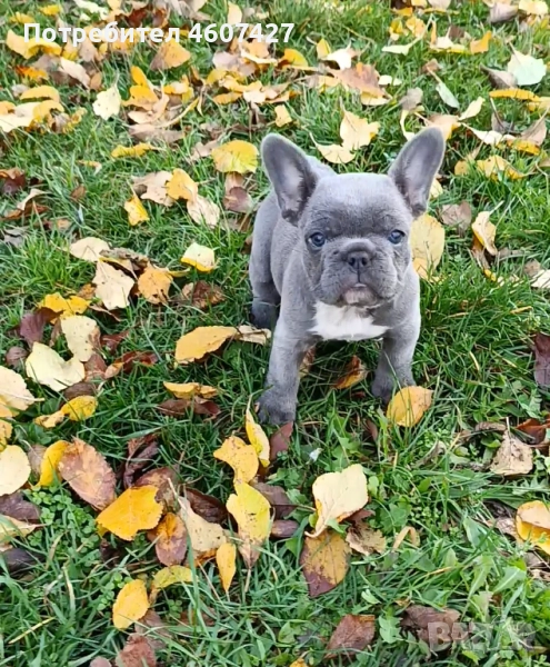 Френски булдог, снимка 1