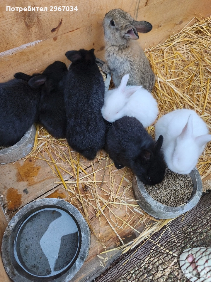 зайци , снимка 1