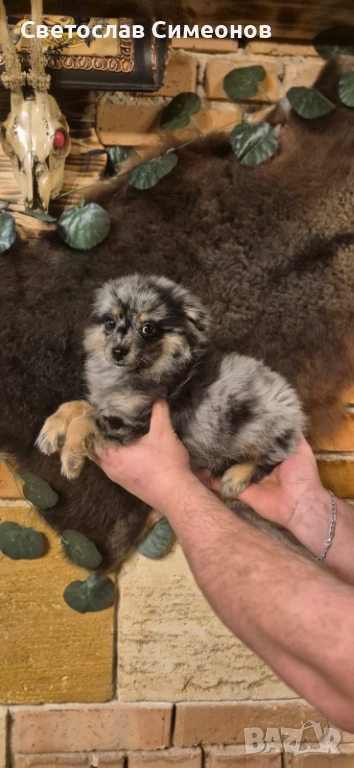 Мини померански шпиц и 2 бр пинчери, снимка 1