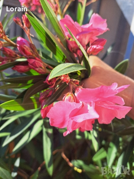 Зокум ,Олеандър(розов)-1.70 см., снимка 1