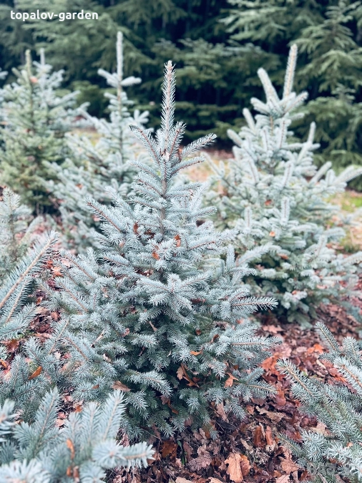 Сребрист Смърч , снимка 1