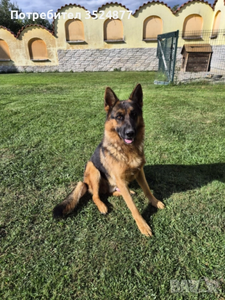 Немска овчарка с родословие, снимка 1