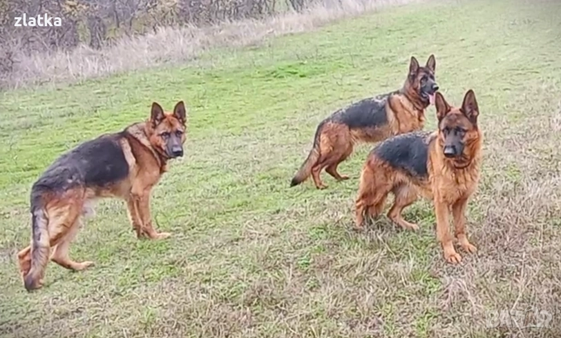 Продавам немска овчарка, снимка 1