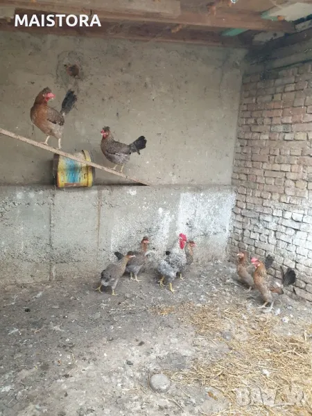 яйца от кокошки Легбар и пекински патици юрдечки, снимка 1