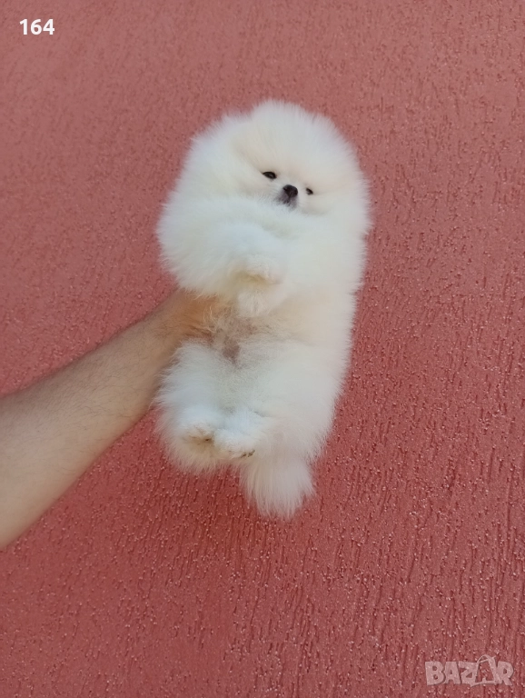 Померан. Чисто бяло момче. Клип., снимка 1